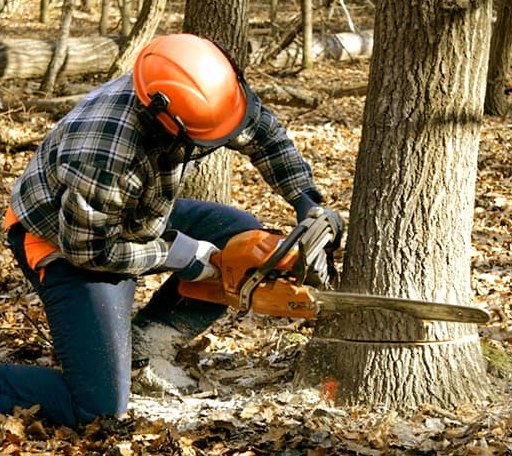 Tree Removal in Roxbury, ME